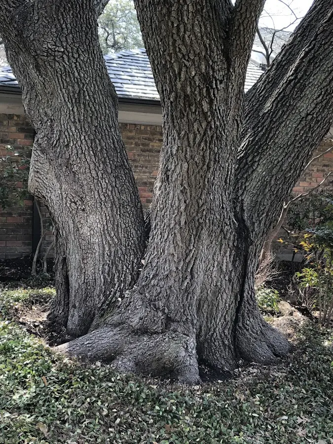 Mature heritage tree close to a Sykesville property cared for by certified arborists